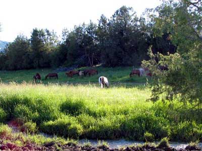 2006 Foals